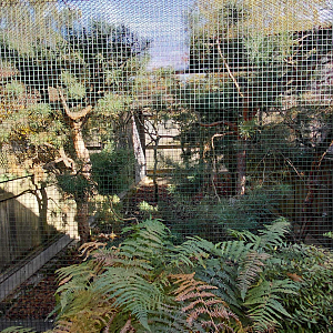 Pheasantry - red-billed blue magpie aviary