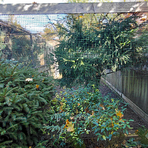 Pheasantry - pheasant + magpie aviary