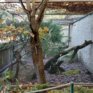 Pheasantry - mixed aviary