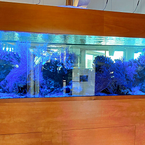 Saltwater tank at the restaurant