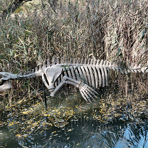 Steller's sea cow skeleton