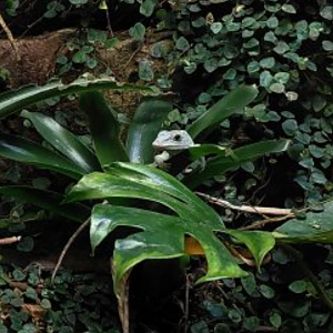 Morne Constant anole