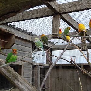 Lovebirds, 17th October 2025