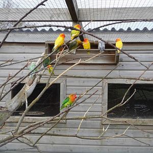 Lovebirds, 17th October 2025