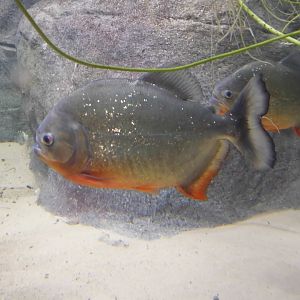 Red-bellied Piranha, 17th October 2025
