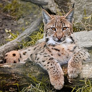 Eurasian lynx