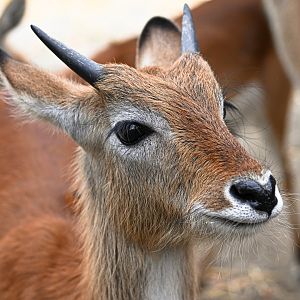Lechwe