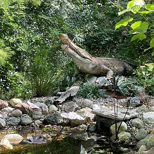 10/4/2025 - Sarcosuchus