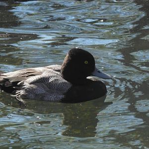 Lesser Scaup or blue billed duck