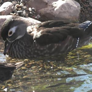 Female wood duck