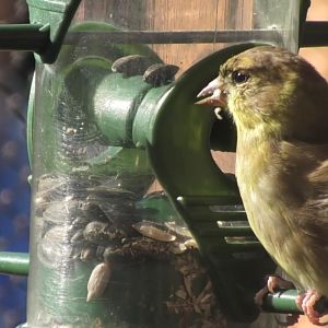 American goldfinch feeding from a bird feeder