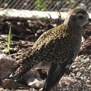 Golden plover