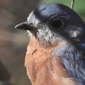 Eastern bluebird