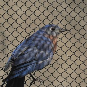 Eastern bluebird on the fence