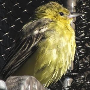 Pine Warbler