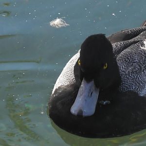 Lesser Scaup or blue billed duck