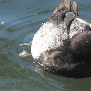 Lesser Scaup or blue billed duck