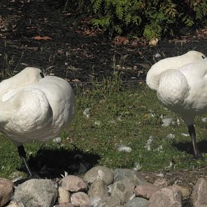 Trumpter swans sleeping