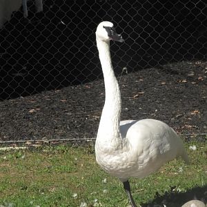 Trumpter swan stands up on one leg