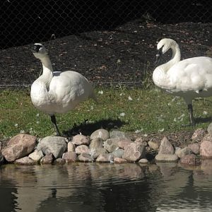 Two Trumpter swans