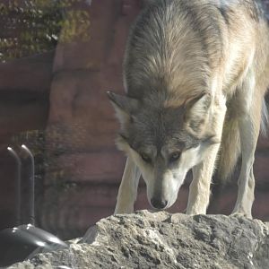 Wolf sniffing a rock