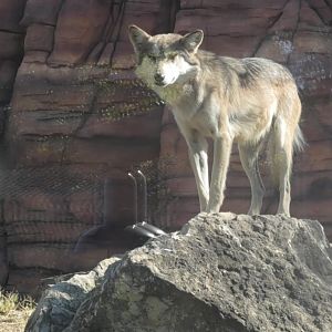 Wolf stands on rock