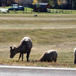 Bighorn sheep in Custer State Park, South Dakota