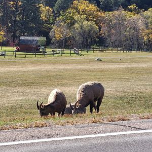 Bighorn sheep in Custer State Park, South Dakota