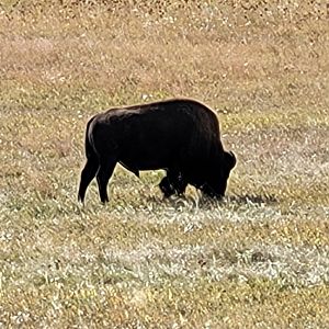 Bison in Custer State Park, South Dakota