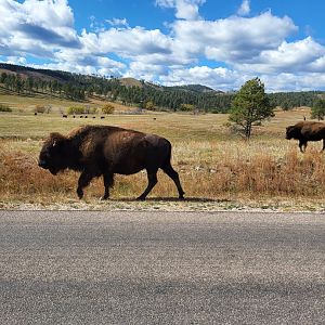Bison in Custer State Park, South Dakota