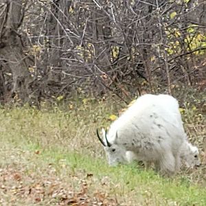 Mountain goat in Spearfish Canyon, South Dakota