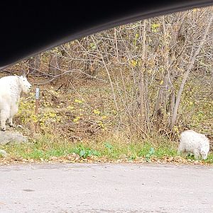 Mountain goat with kid in Spearfish Canyon, South Dakota