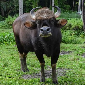 Southeast asian gaur (Bos gaurus laosiensis)