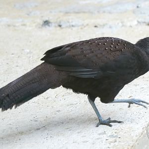 Mountain peacock-pheasant (Polyplectron inopinatum)