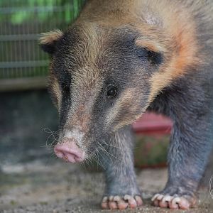 Hog Badger (Arctonyx sp.)