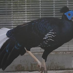 Crested Fireback (Lophura sp.)