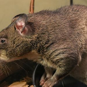 Northern giant pouched rat (Cricetomys gambianus)