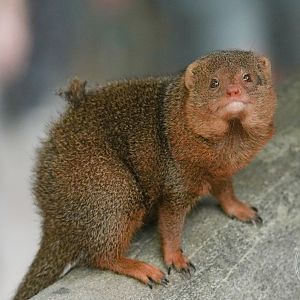 Dwarf mongoose (Helogale parvula)