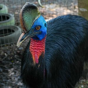 Northern cassowary (Casuarius unappendiculatus)