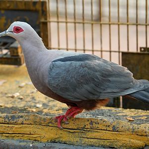 Pinon's Imperial-pigeon (Ducula pinon)