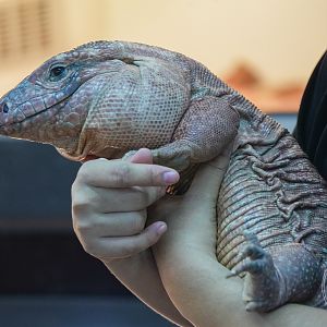 Red Tegu (Salvator rufescens)