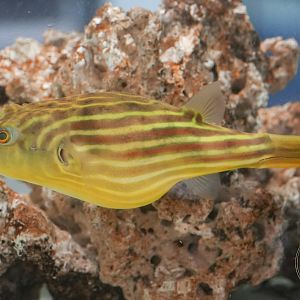 Nile puffer (Tetraodon lineatus)