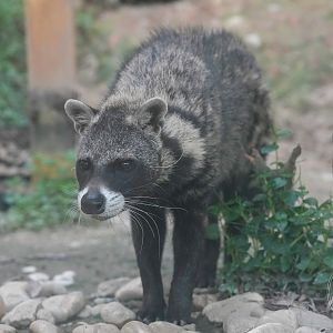 African civet (Civettictis civetta)