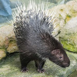 Malayan porcupine (Hystrix brachyura)