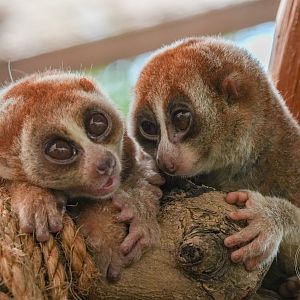 Sunda slow loris (Nycticebus coucang)