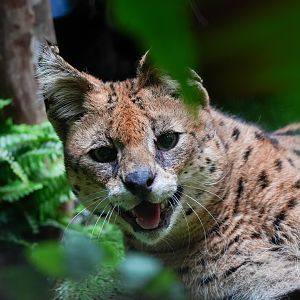 Serval  (Leptailurus serval)