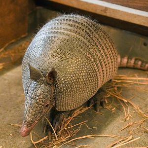 Nine-banded armadillo (Dasypus novemcinctus)