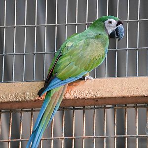 Chestnut-fronted macaw (Ara severus)