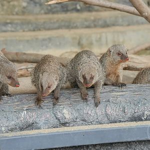 Banded mongoose (Mungos mungo)