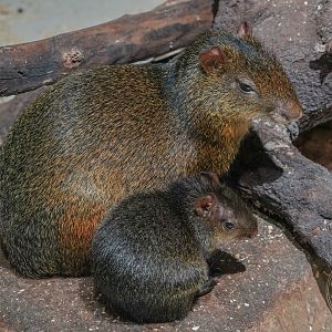 Azara's agouti (Dasyprocta azarae)